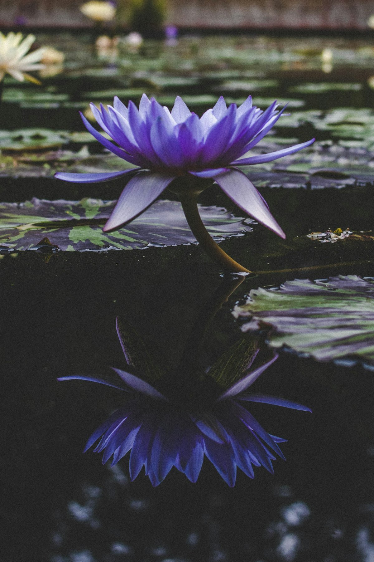 Une fleur violette délicatement éclairée